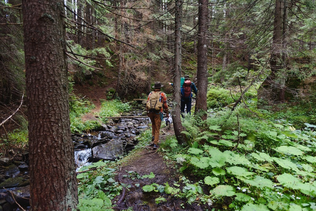 Hikers walking on forest trail with camping backpacks outdoors trekking on mountain.